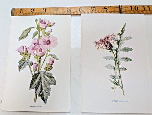Original antique botanical - original,