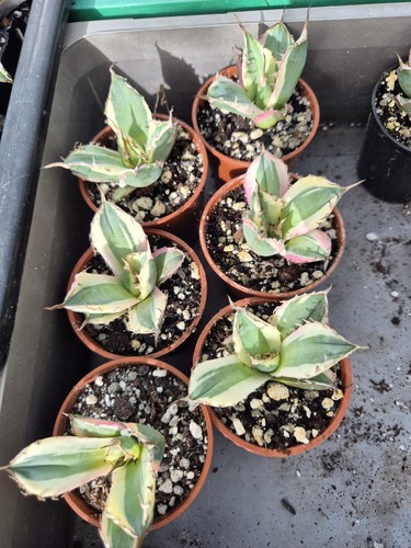 Agave titanota snaggletooth - agave,