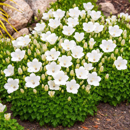 Rockery garden white - 50, uk