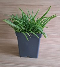 Aloevera aloe vera - vera, root