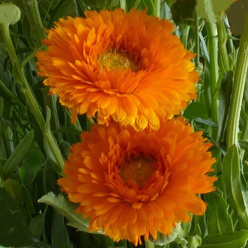 English marigold ollioules - english, 'ollioules