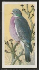 BROOKE BOND (TEA)-BIRD PORTRAITS (NO ADDRESS) 1957-#25- WOOD PIGEON 