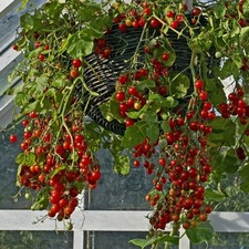 Tumbling Tom Heritage Tomato Seeds - Hanging Baskets, Pots, Containers, Balcony