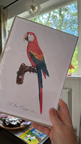 Scarlet macaw parrot - parrot, a4