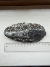 Polished orthoceras fossil - fossil, in
