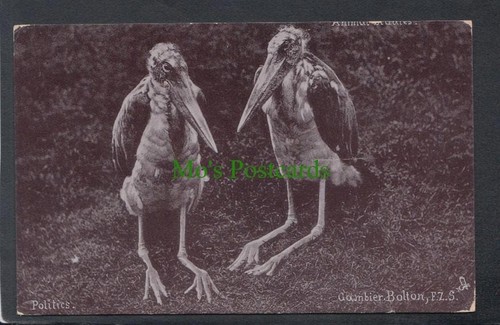 Animals postcard two birds - animals,