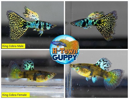 Trio live aquarium guppy - trio,