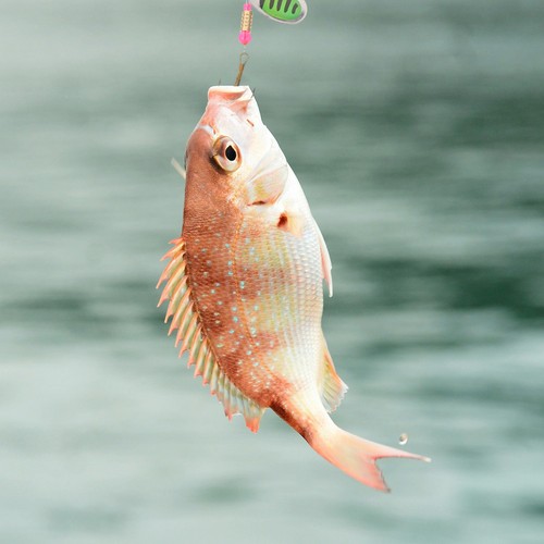 Count fishing spinners for - 5,