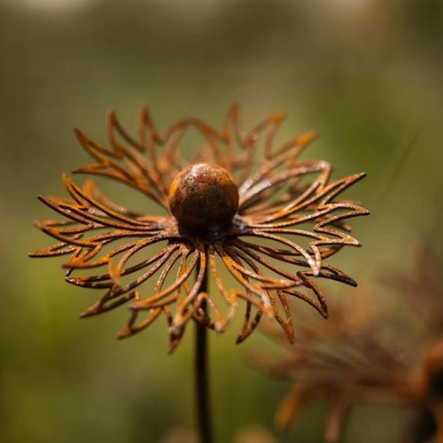 2pcs rusty cornflower garden - cornflower,