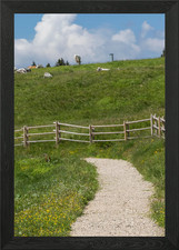 grazing cows on the mounta