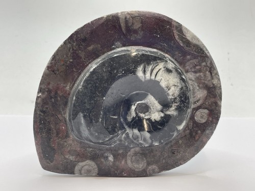 Devonian period 390 - 390, million