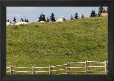 grazing cows on the mounta