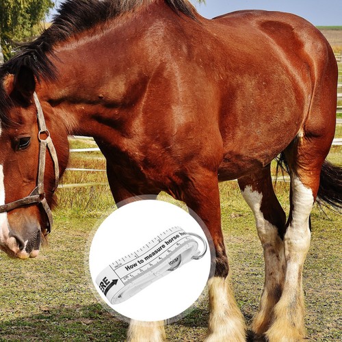 Horse equipment professional - equipment,