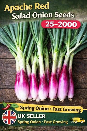Spring onion apache - red, seeds