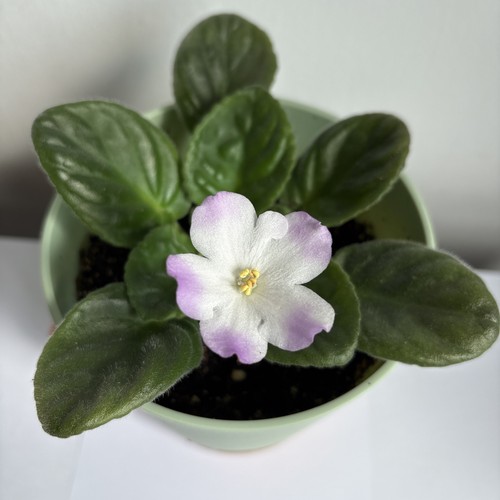 African violet saintpaulia - african,