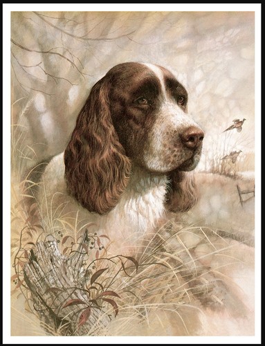 English springer spaniel - spaniel, head