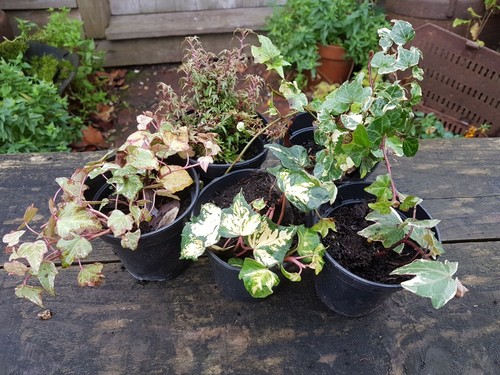 Ivy collection x 9cm - ivy,