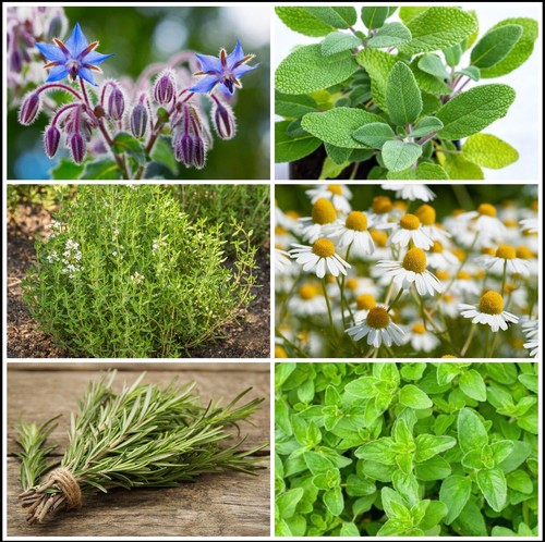 Multiple herb varieties - varieties, cm