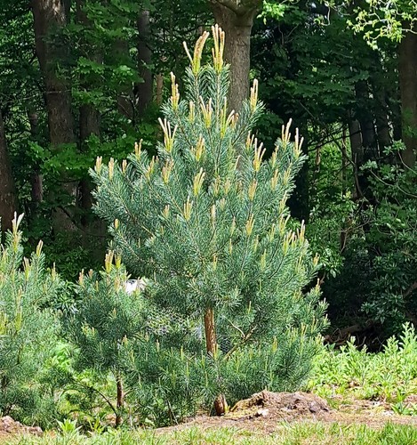 Scotch pine tree pinus - ,
