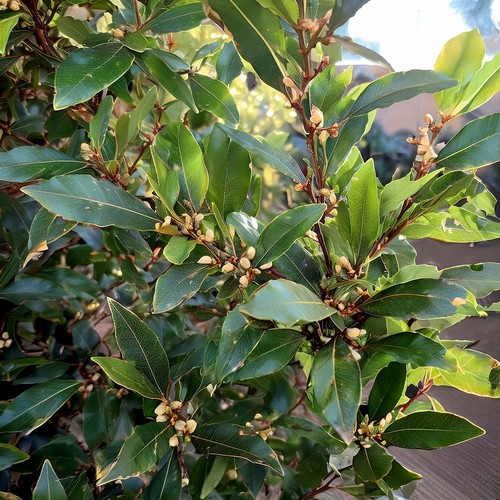 Bay tree laurus - tree, nobilis