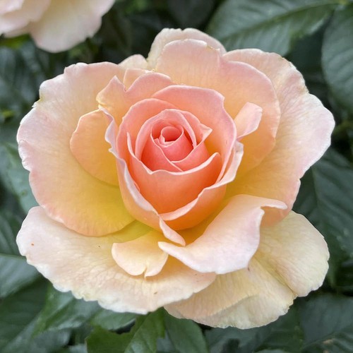 Rose susan daniel - 'susan, daniel'