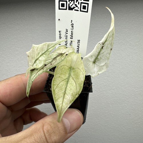 Alocasia azlanii variegata - alocasia,