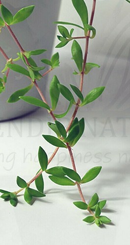 Sedum sarmentosum stringy - sedum,
