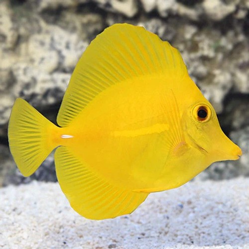 Tang live reef aquarium - tang, fish