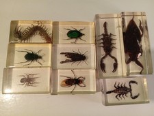 Bugs Scorpio Spider Bee National Geographic Real Life Bugs In Resin insect