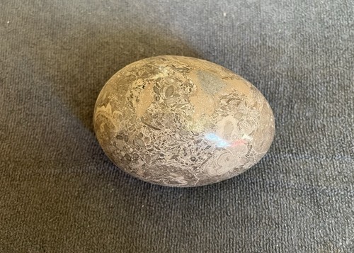 Polished fossil gemstone egg - fossil,