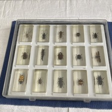 15 preserved insects/spiders/bugs within resin blocks.