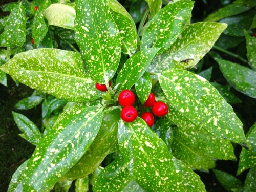 Aucuba jabonica laurel - aucuba,