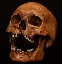 Human skull life - life, sized