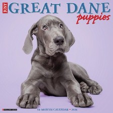 Great Dane Puppies 2026 12" x
