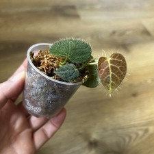 Ficus villosa unusual - villosa-,