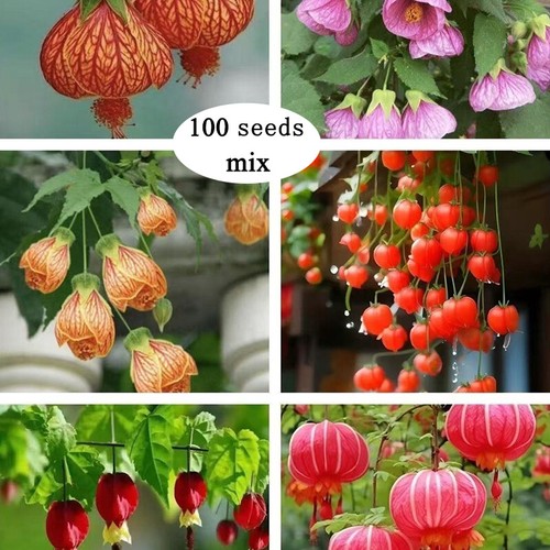 100 fresh seeds fuchsia - 100,
