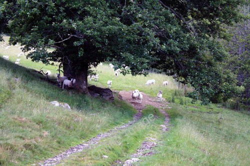Photo 6x4 sheep under - photo,