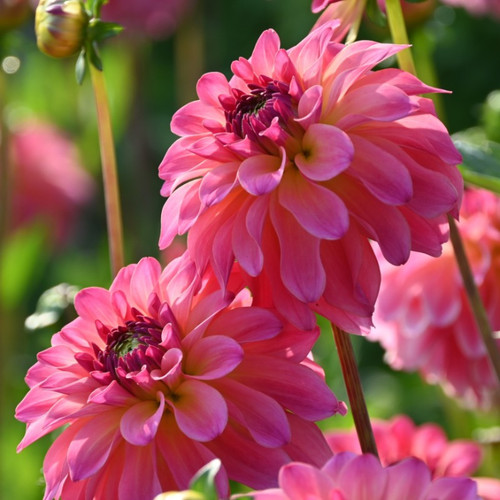 Dahlia tuber belfloor - dahlia,