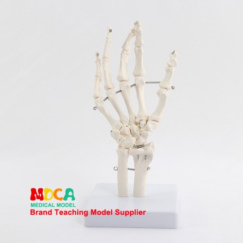 Life size human - human, joint