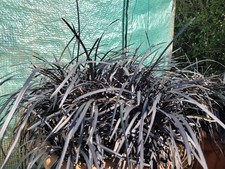 Black Dragon Grass Ophiopogon