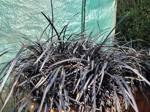 Bare roots black dragon - roots-,