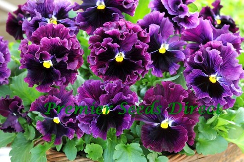 Pansy winter flowering frizzle - winter,