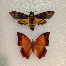 Acherontia atropos Moth Set