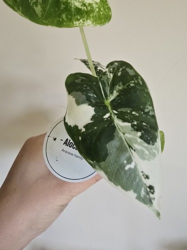 Alocasia frydek variegated - alocasia,