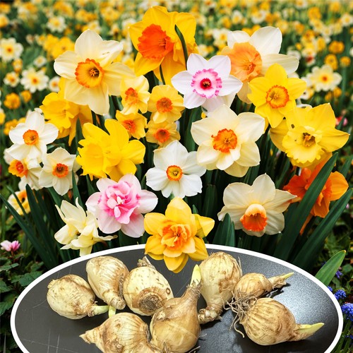 100 mix dwarf daffodil - 5-100,