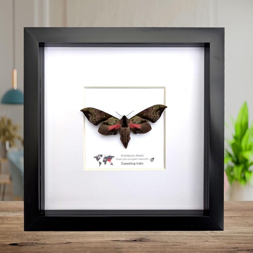 Framed anambulyx elwesi hawk - anambulyx,