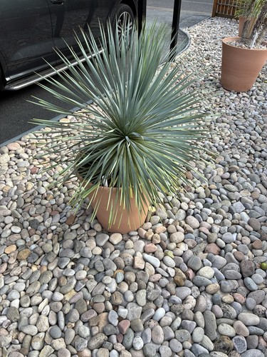 Beaked yucca potted plant - potted, in