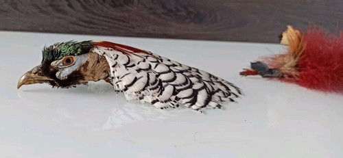 Antique pheasant millinery 2 - antique,