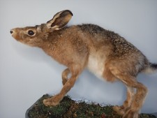 Taxidermy Hare on Base