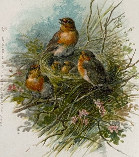 Robins nest with - at,